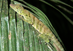 Anolis frenatus