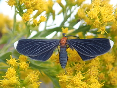 Melanchroia chephise