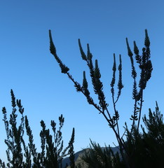 Mimetes pauciflorus