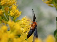 Melanchroia chephise
