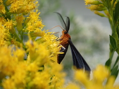 Melanchroia chephise