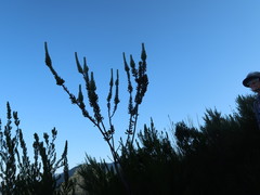 Mimetes pauciflorus