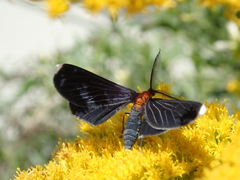Melanchroia chephise