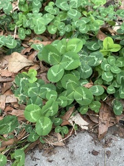 Trifolium