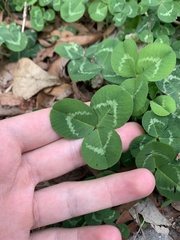 Trifolium