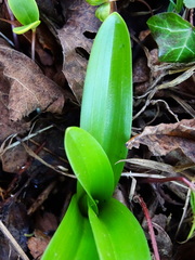 Orchis mascula