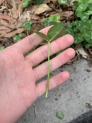 Trifolium
