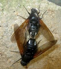 Satyramoeba hetrusca