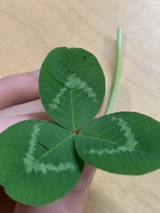 Trifolium