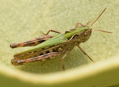 Omocestus haemorrhoidalis