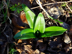 Orchis mascula