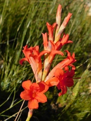 Tritoniopsis triticea