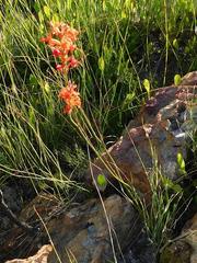 Tritoniopsis triticea