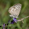 Common Zebra Blue Complex - Photo (c) katunchik, some rights reserved (CC BY), uploaded by katunchik