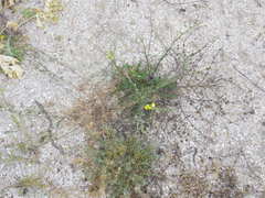 Verbascum pinnatifidum