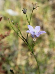 Wahlenbergia virgata
