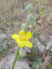 Verbascum pinnatifidum