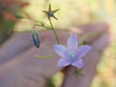 Wahlenbergia virgata