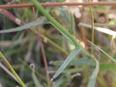 Wahlenbergia virgata