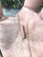 Bipalium adventitium