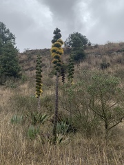 Agave sylvesteriana