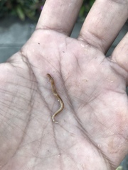 Bipalium adventitium