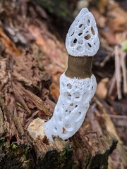 Staheliomyces cinctus