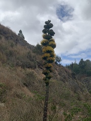 Agave sylvesteriana