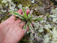 Corokia buddleioides buddleioides