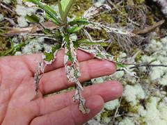 Corokia buddleioides buddleioides