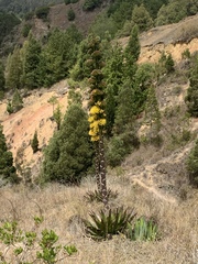 Agave sylvesteriana