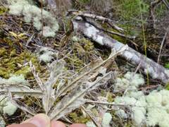 Corokia buddleioides buddleioides