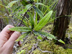 Corokia buddleioides buddleioides