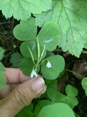 Oxalis trilliifolia