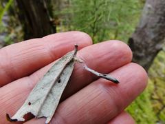 Corokia buddleioides buddleioides