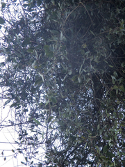 Struthanthus interruptus