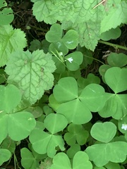 Oxalis trilliifolia