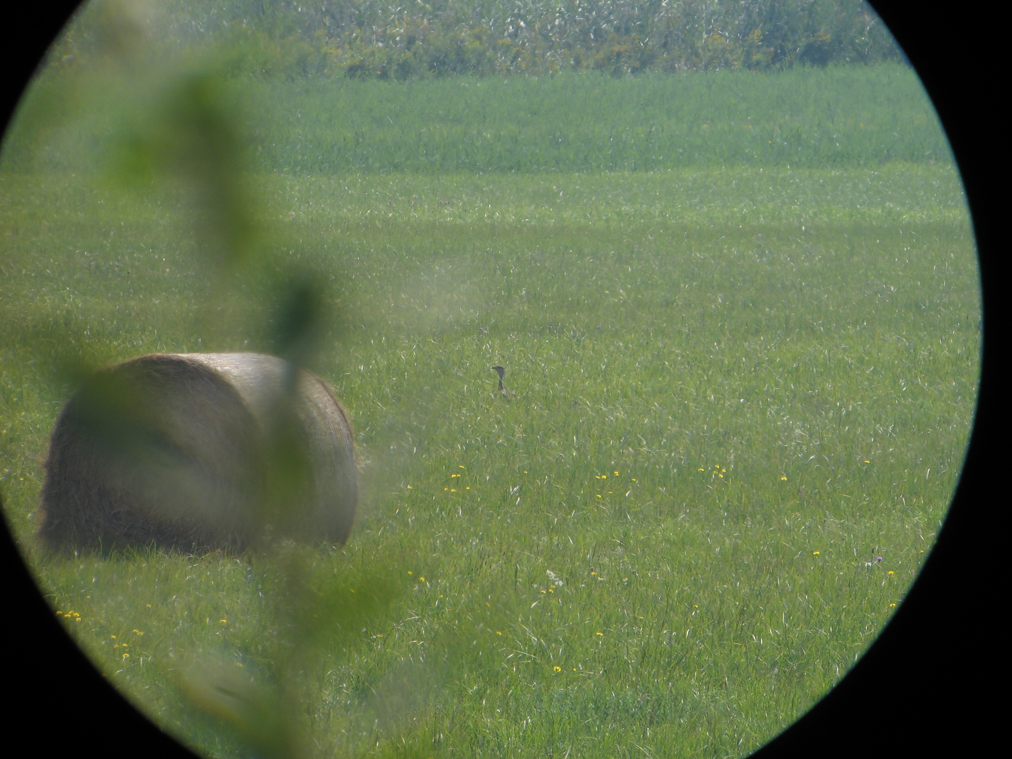 Great Bustard
