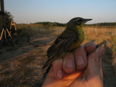 Motacilla flava flava