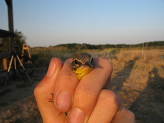 Motacilla flava flava