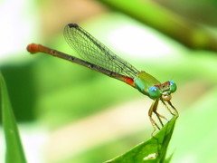 Ceriagrion cerinorubellum