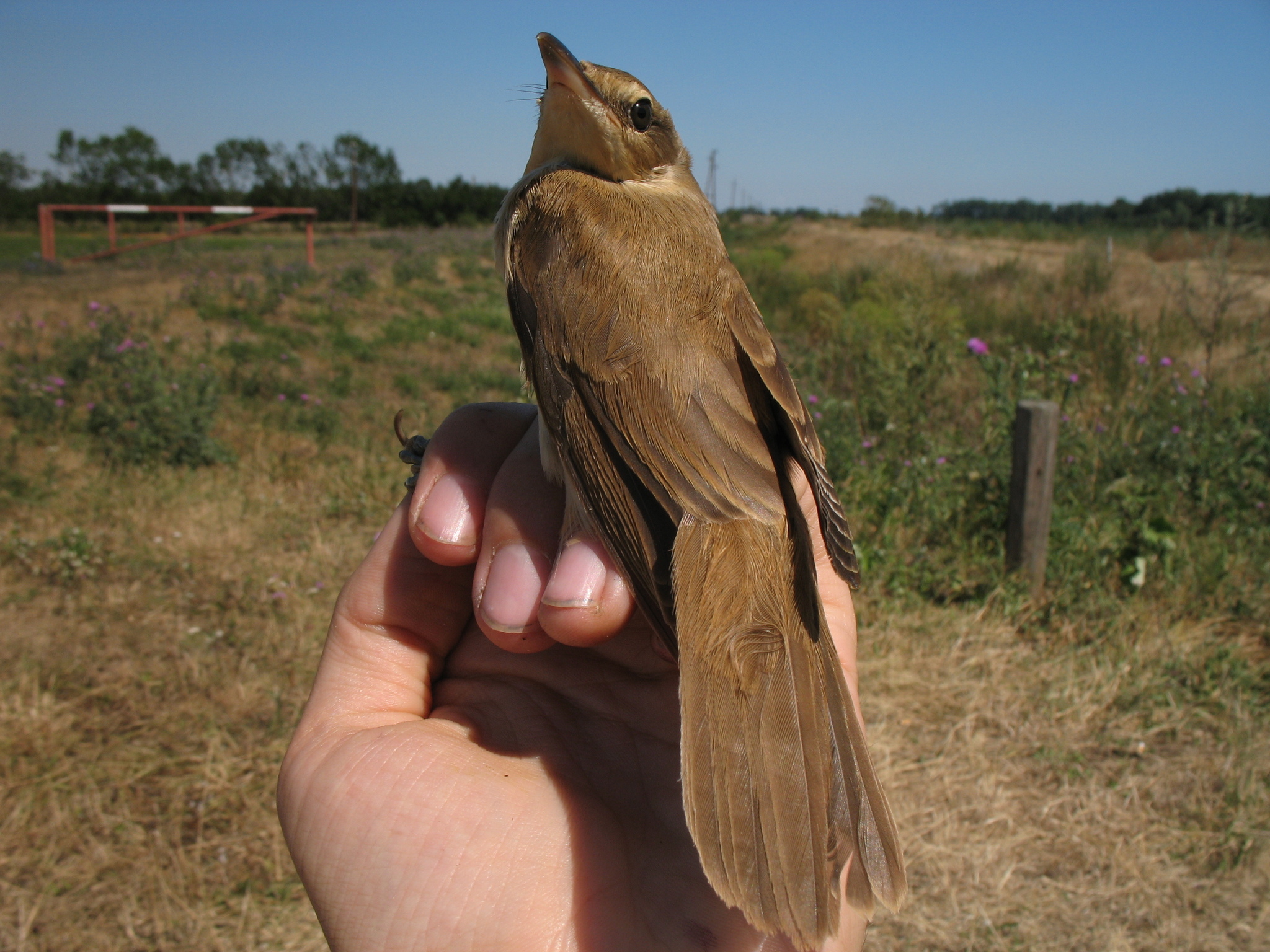 Great Reed Warbler
