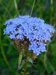 Pseudoselago serrata