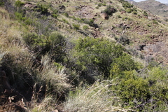 Asparagus multiflorus
