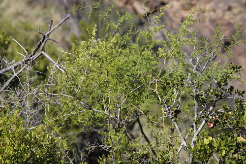 Image of Asparagus multiflorus by (c) Tony Rebelo, some rights reserved (CC BY-SA)
