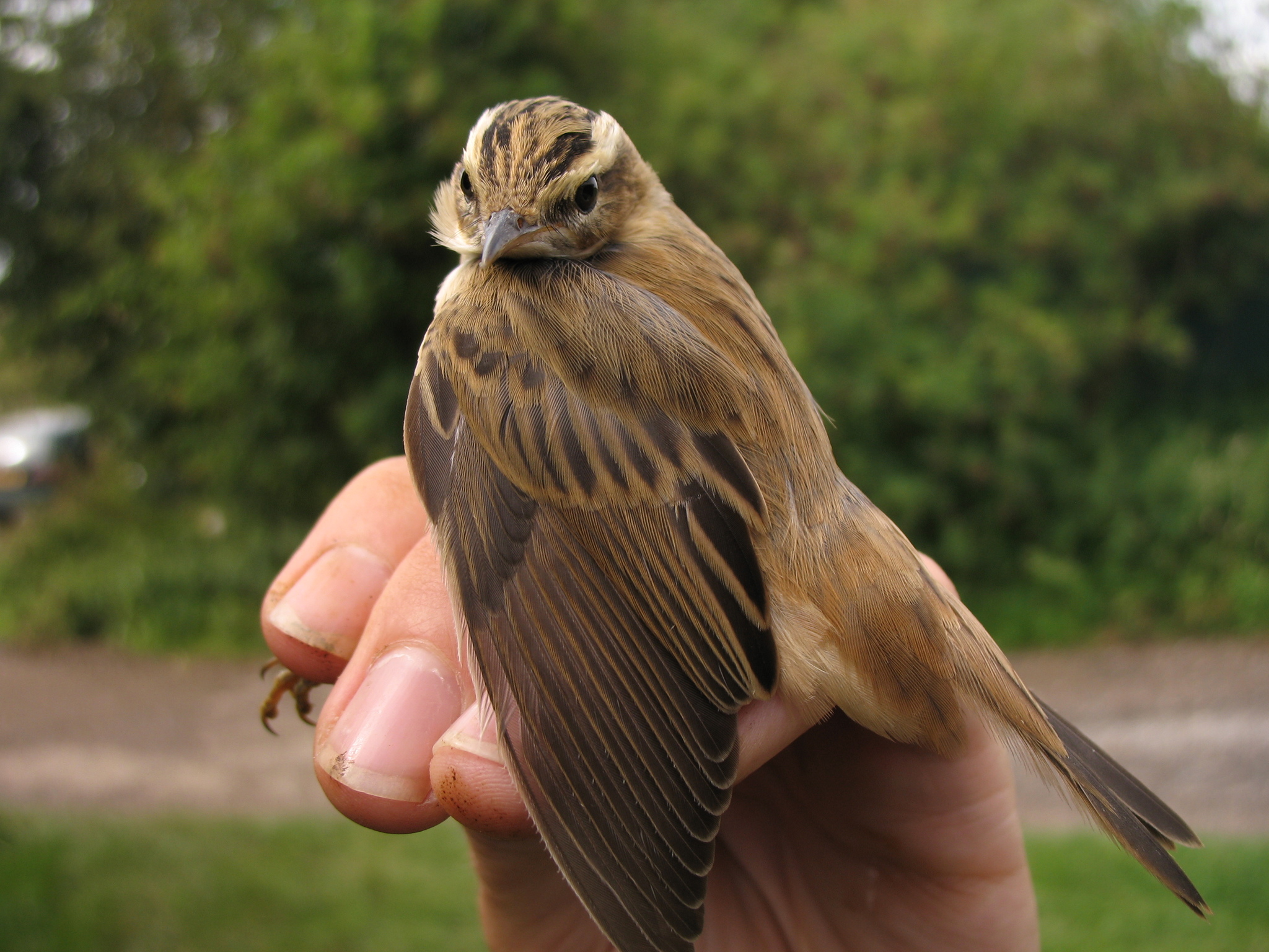 Sedge Warbler