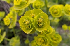 Euphorbia serrata