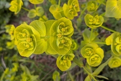 Euphorbia serrata