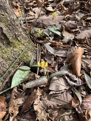 Erythronium umbilicatum