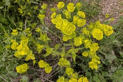 Euphorbia serrata